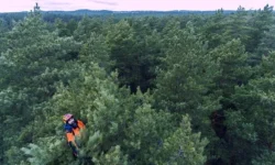 What You Should Know About Arborists